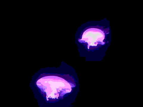 jellyfish animation