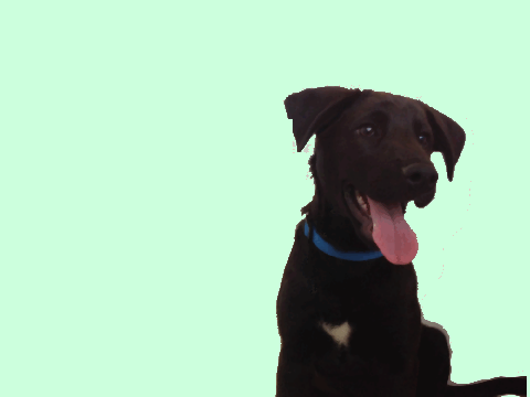 My pupper! (30 followers special)