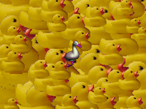 can't stop the ducks