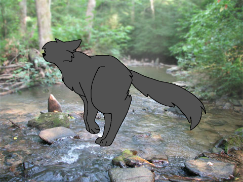 Run cycle :TEST: