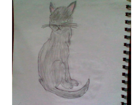 Cat drawing contest entry