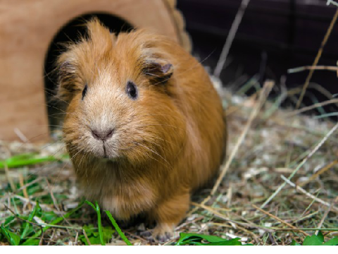 Adorable Guinea Pig Images