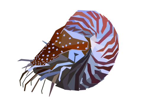 Geometric Nautilus