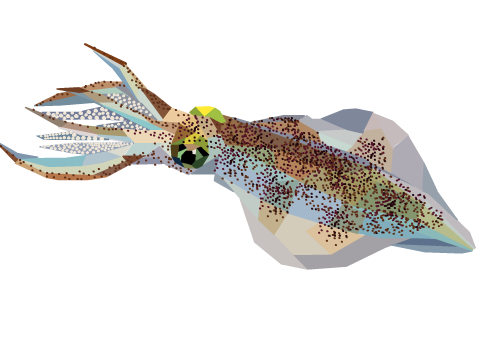 Geometric Squid