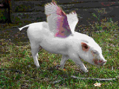 When Pigs Fly