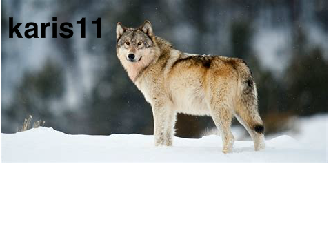sign if you love wolves!