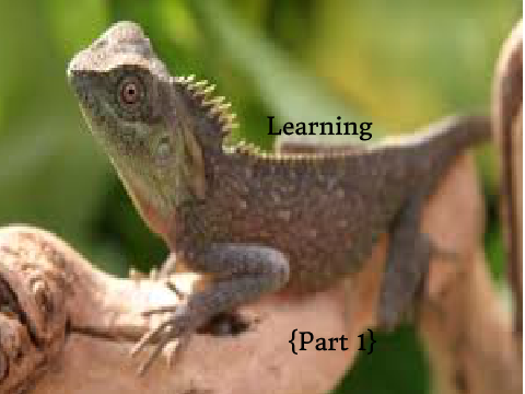 Learnig About Lizards {Part 1}
