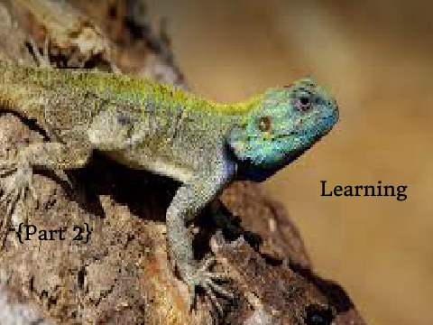 Learning About Lizards {Part 2}