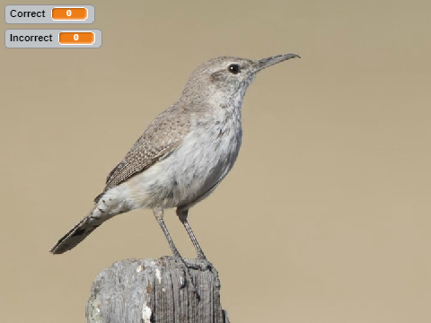 U.S. Wrens ID Quiz