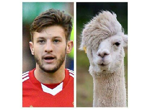 Lallana Or Llama