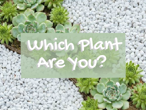Which Plant Are You? ツ