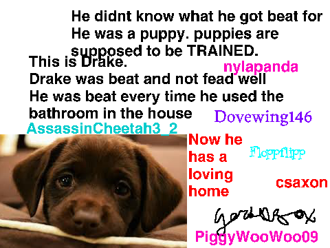 Sign if you hate animal abuse  remix