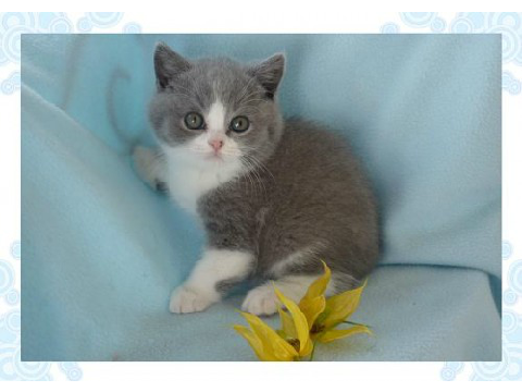 Grey Cat ^^