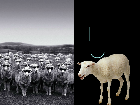 sheep