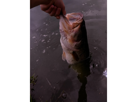 New PB bass