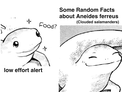 random facts about clouded salamanders