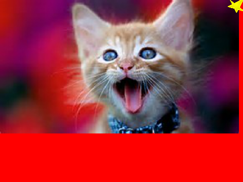 ~ calm music for cats !!!!!~ 