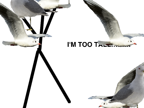 { + SEAGULLS + } (Original meme) remix