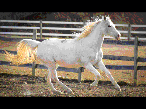 Horse Photography from February 22nd