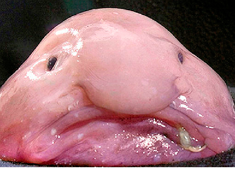 #BlobfishChallenge remix