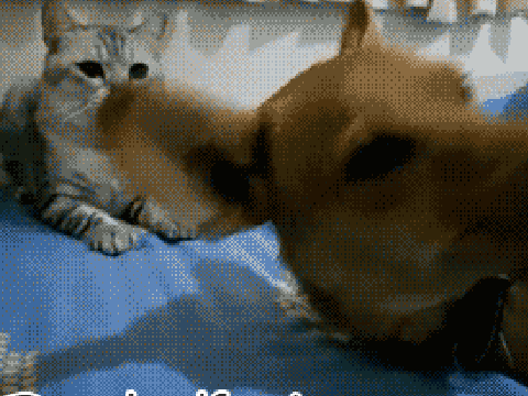 CATS VS DOGS!!!!!!!!!!!!!!!!!!!!!!!!!!!!!!!!!!!!!!