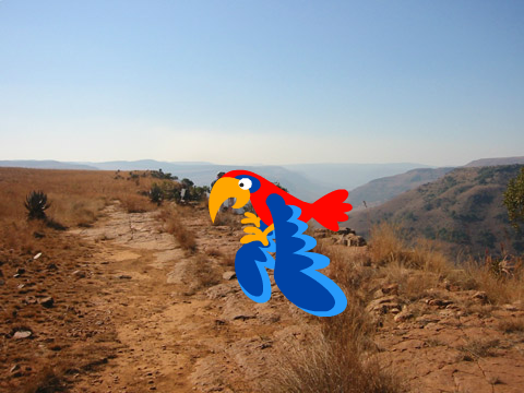 Flying bird
