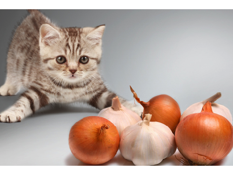 beware of onions kitty...