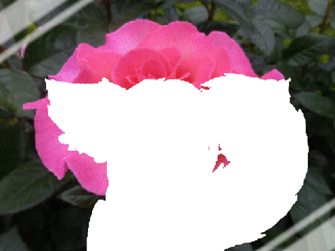 .:Rose:. MEME