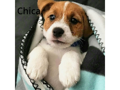 Adopt a Puppy