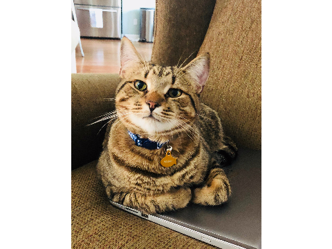 My obese cat