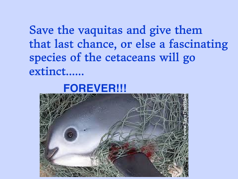 Help the Vaquitas!!!