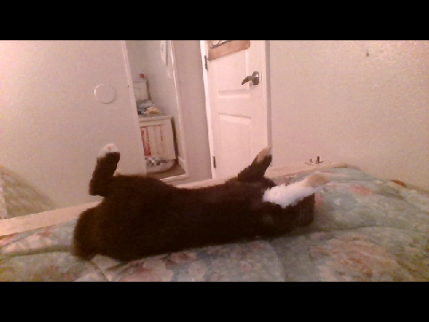 my pet rabbit