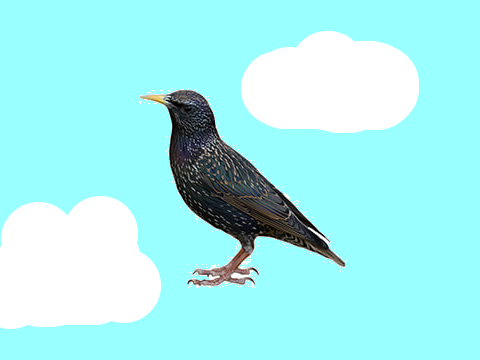 Pet Bird (Starling)
