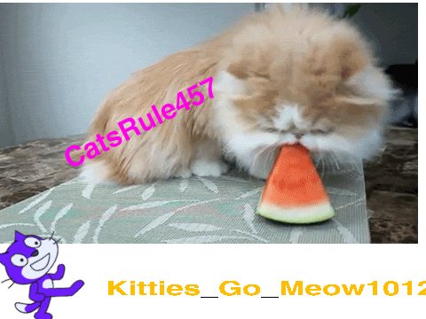 Sign if you like cats!