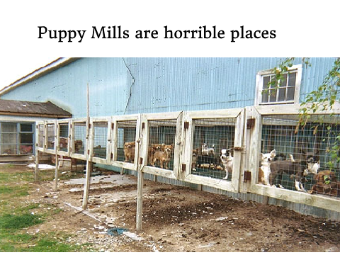 Ban the Puppy Mills! Remix and Sign!