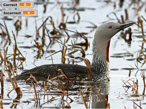 U.S. Loons ID Quiz