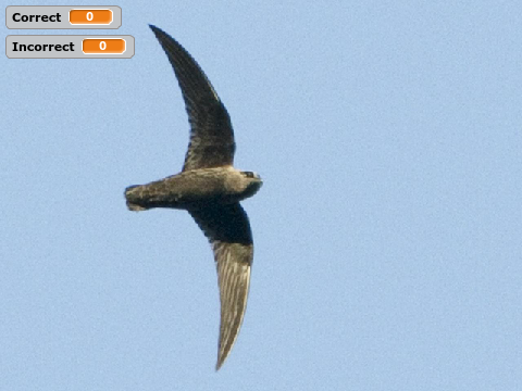 U.S. Swift ID Quiz