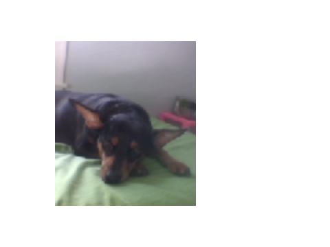 THIS IS MY DOGGIE