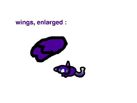 NEW CITTEN