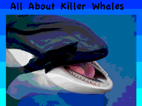 All About Killer Whales (SDS)