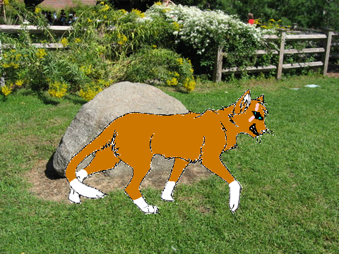 My Warrior Cat 