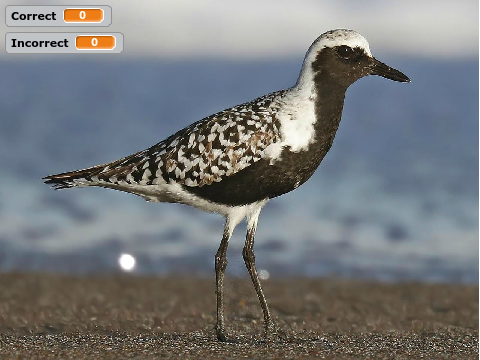 U.S. Plovers ID Quiz