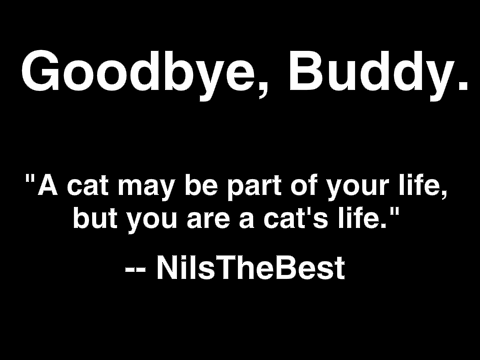 Remembering Buddy. My Cat. 