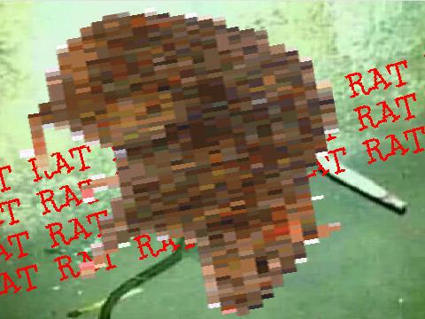rat