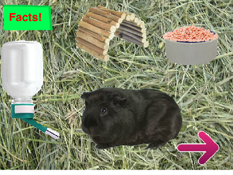 Shadow Virtual Guinea Pig Pet