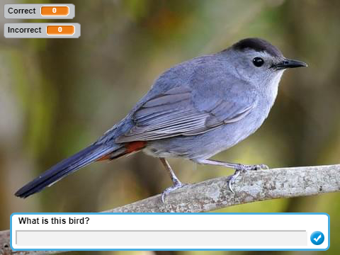 U.S. Thrashers, Mockingbirds, & Catbirds ID Quiz