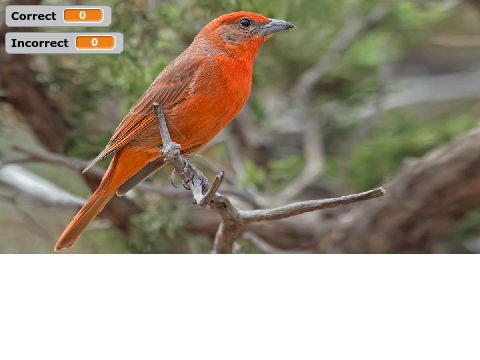 U.S. Cardinals & Allies ID Quiz