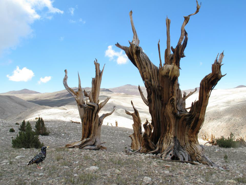 Save the Forests 2