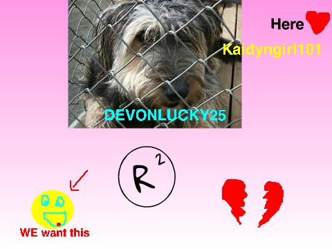 Stop Animal Cruelty remix