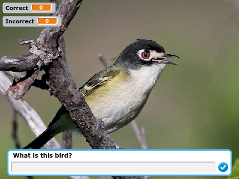 U.S. Vireos ID Quiz